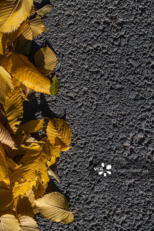 凋零的感觉 萧条的情绪 秋天落叶 孤独寂寞图片素材