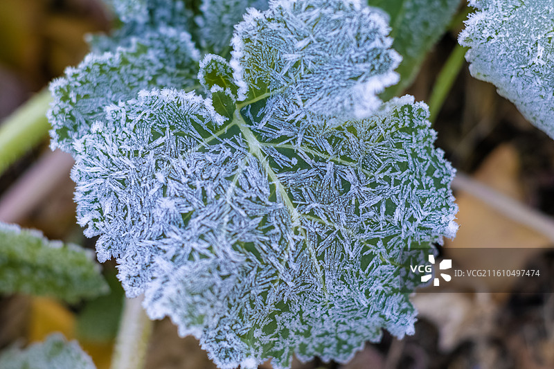 菜园里霜冻结的蔬菜叶子图片素材