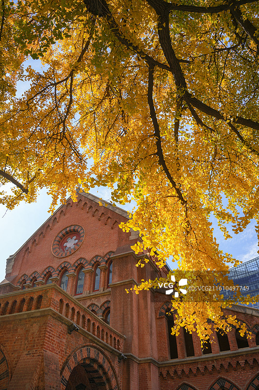 上海圣三一堂秋冬植物银杏与历史保护建筑教堂同框图片素材