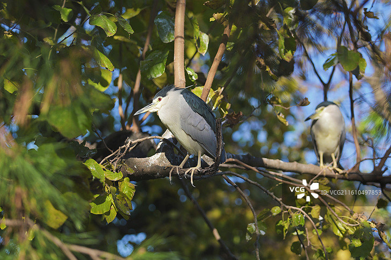 栖息在树上的夜鹭图片素材