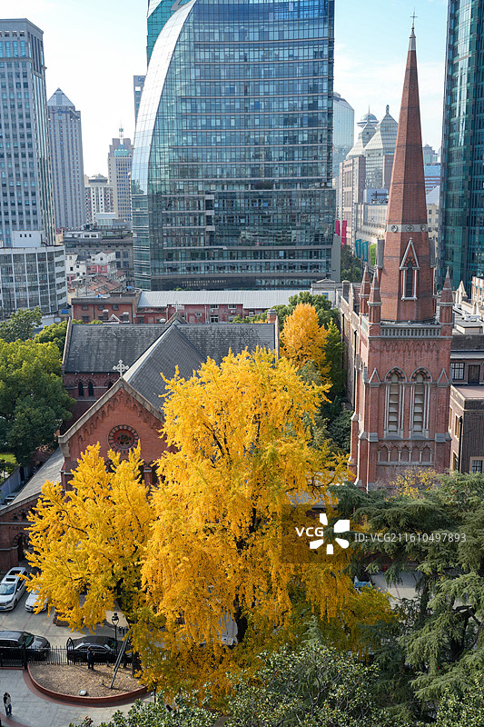 上海圣三一堂秋冬植物银杏与历史保护建筑教堂同框图片素材