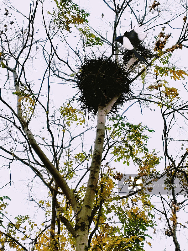 树上的喜雀和它的窝图片素材