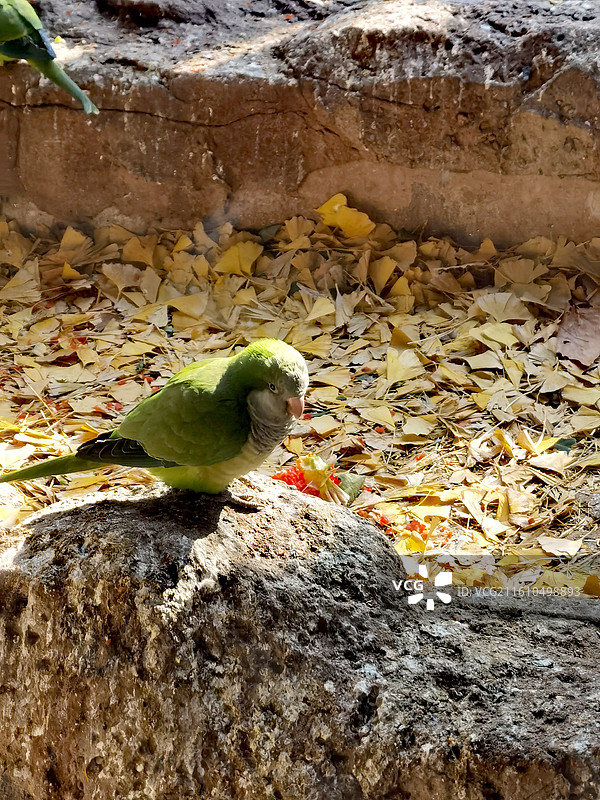 和尚鹦鹉图片素材