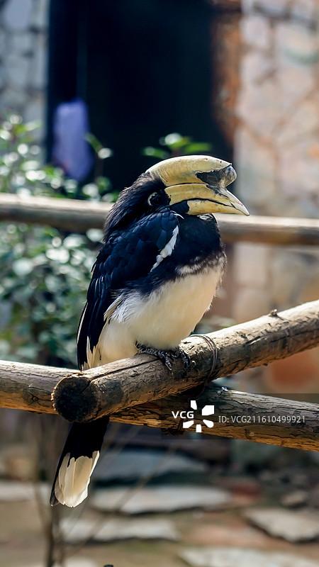 冠斑犀鸟图片素材