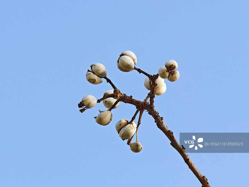 秋天乌桕树上的乌桕果实（乌桕子）图片素材