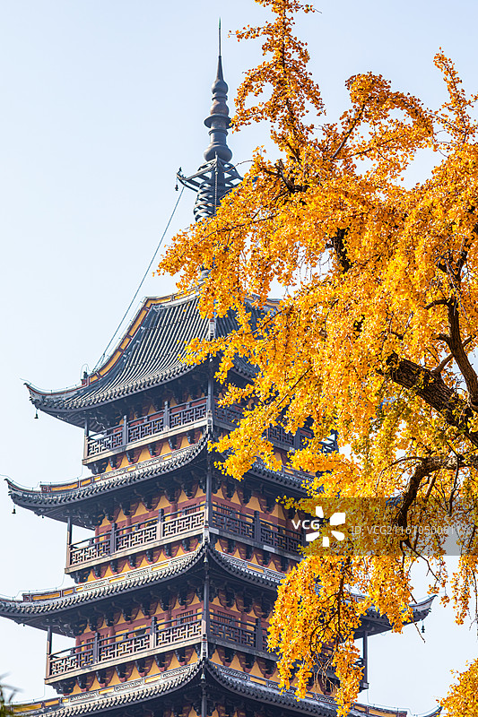 常熟方塔园秋天银杏黄图片素材