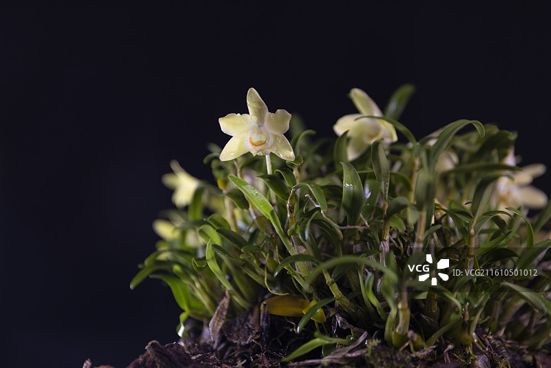 石斛花 霍山石斛 米斛花 花图片素材