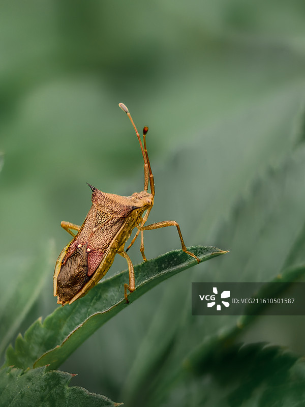 叶片上的缘椿象图片素材