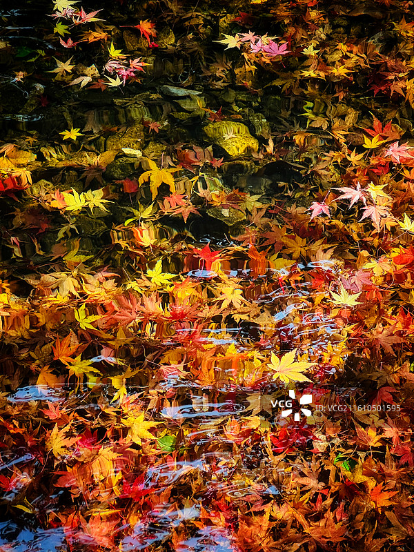 九溪十八涧的枫叶图片素材