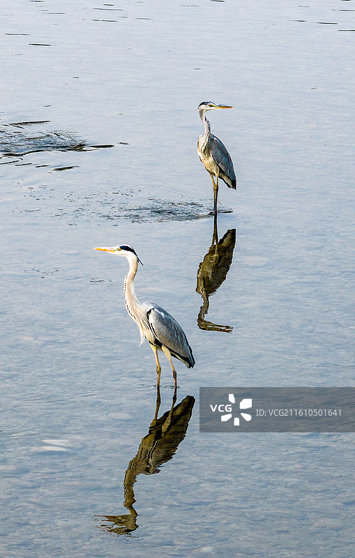 沱江里的苍鹭 水中站立觅食 野生动物图片素材