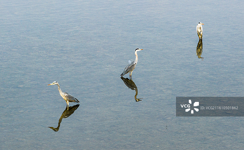沱江里的苍鹭 水中站立觅食 野生动物图片素材