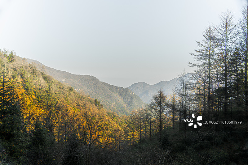 金钱松图片素材