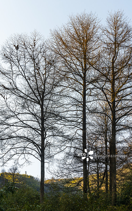 金钱松图片素材