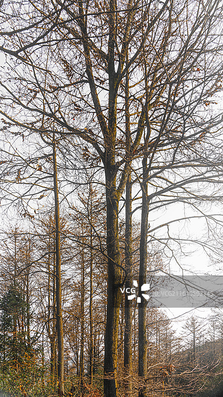 金钱松图片素材