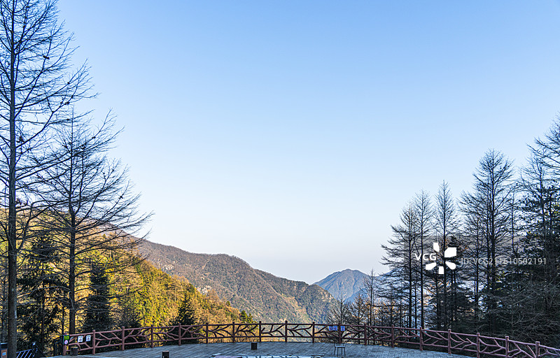 金钱松图片素材