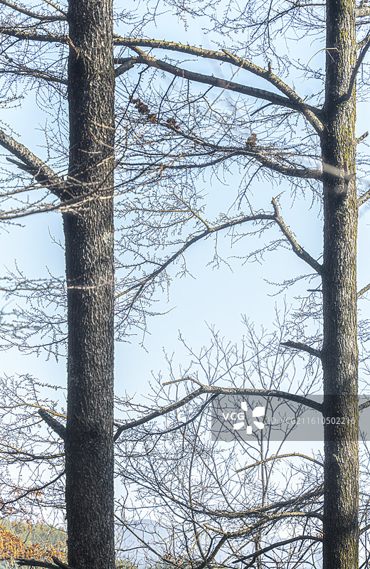 金钱松图片素材