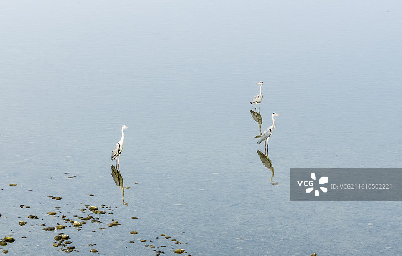 沱江里的苍鹭 水中站立觅食 野生动物图片素材