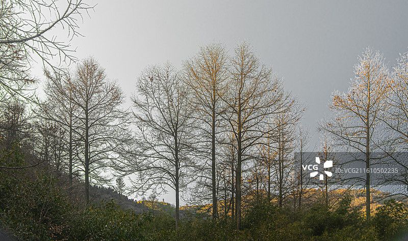 金钱松图片素材