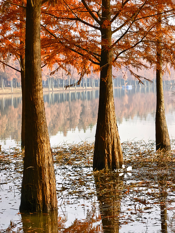 《合肥滨湖国家森林公园》—— 合肥滨湖环湖大道北路图片素材