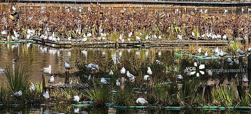 昆明翠湖公园图片素材