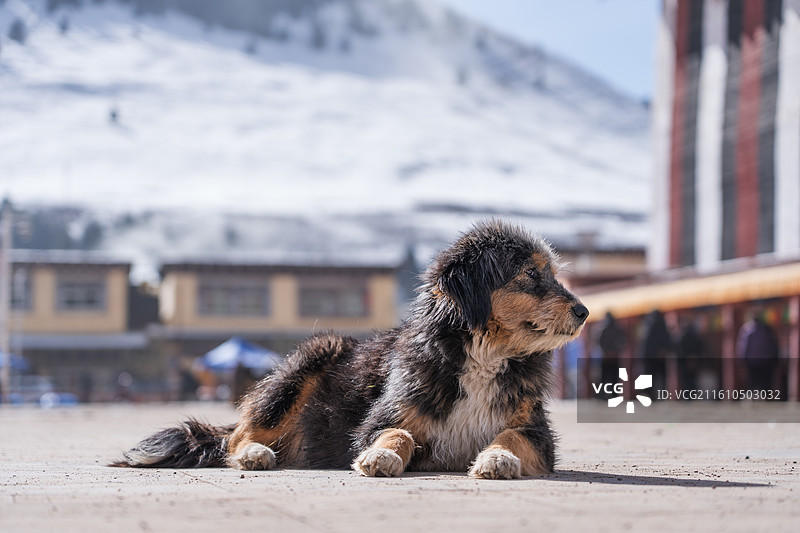 藏山藏雪藏獒图片素材
