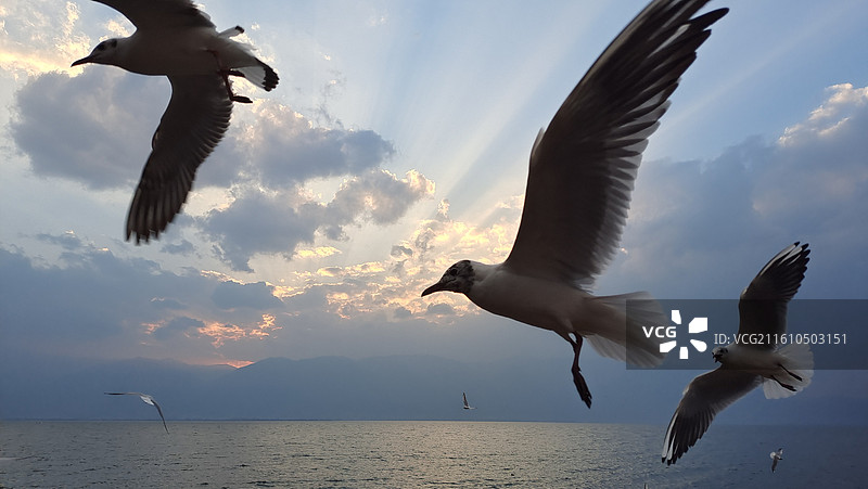 大理洱海看海鸥图片素材