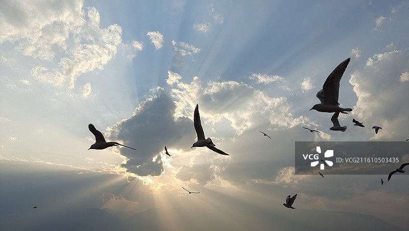 大理洱海看海鸥图片素材