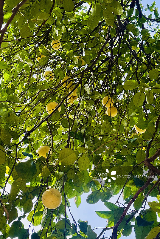 柚子树图片素材