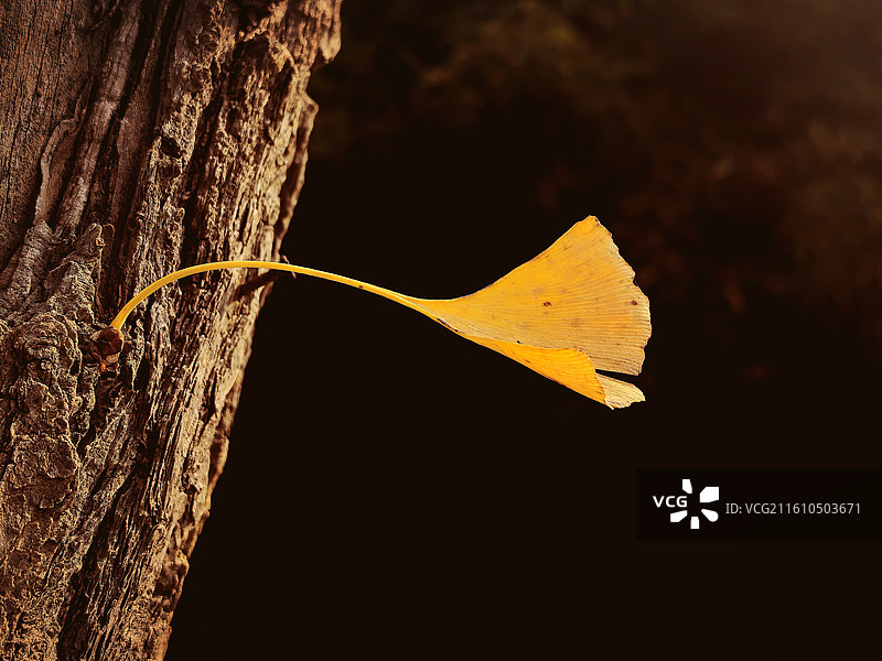 威海市环翠楼公园银杏叶图片素材