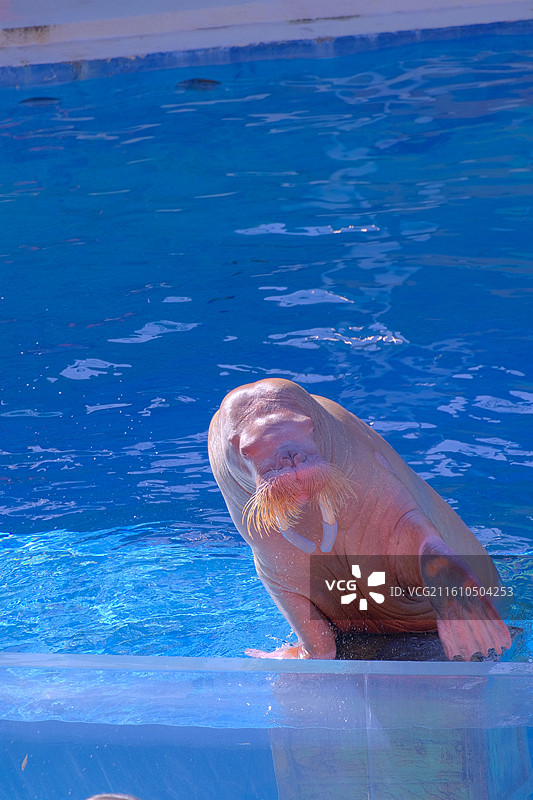 杭州长乔极地海洋公园图片素材