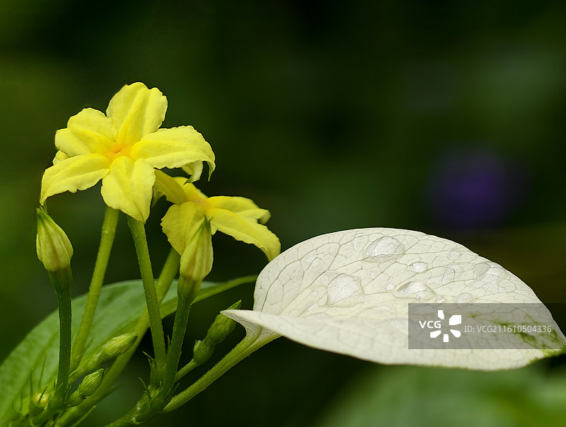 玉叶金花花枝特写图片素材