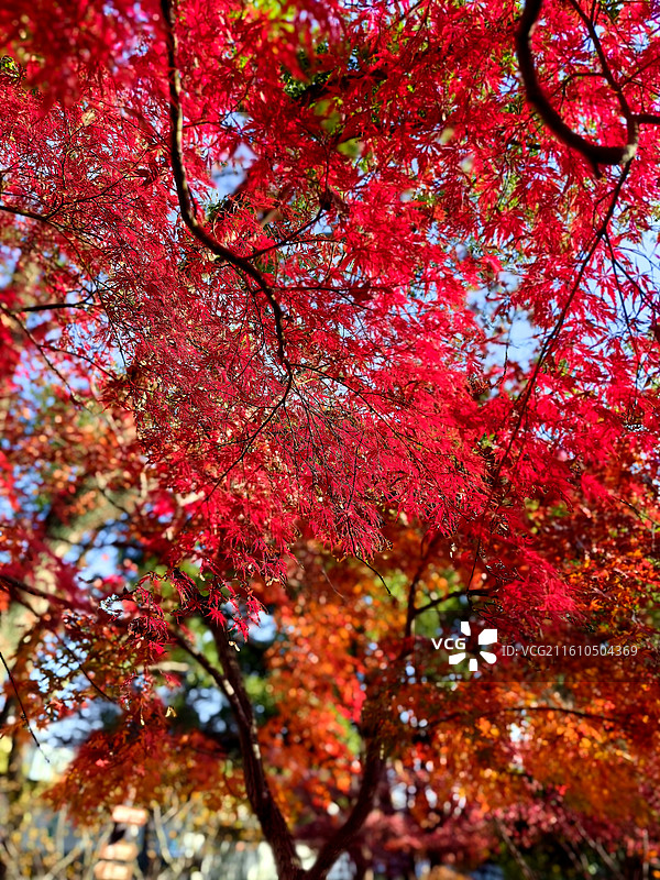 上海市 ，嘉定区，秋霞圃图片素材