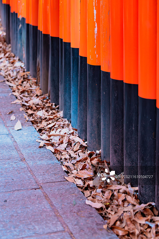 伏见稻荷千本鸟居隧道，秋叶铺满地面，朱红与橙黄色彩交织，透视构图引导视线深入，展现秋日神社的静谧美感图片素材