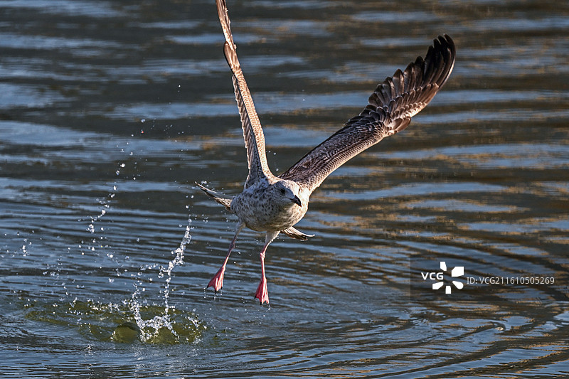 飞翔的海鸥图片素材