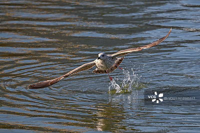 飞翔的海鸥图片素材