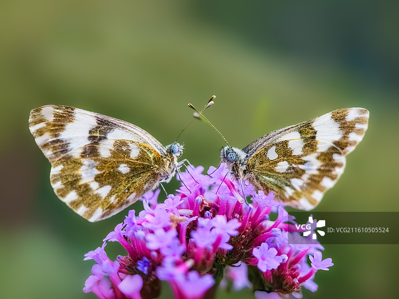 紫蕊双蝶图片素材