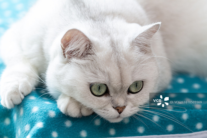 趴在垫子上看着镜头的可爱白色银渐层英国短毛猫特写镜头图片素材
