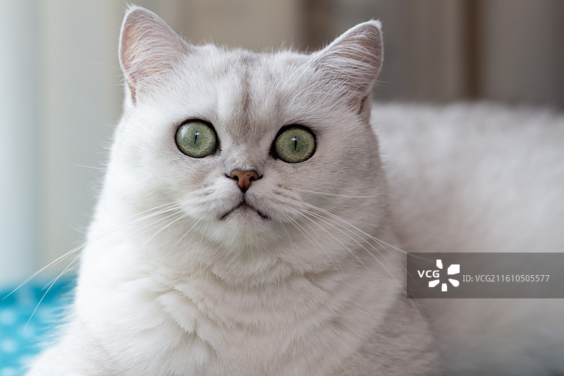 趴在垫子上看着镜头的可爱白色银渐层英国短毛猫特写镜头图片素材