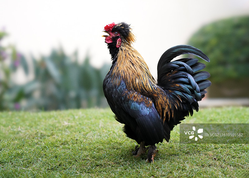 公鸡打鸣，雄鸡一声天下白。鸡的品种：宫廷元宝鸡。图片素材