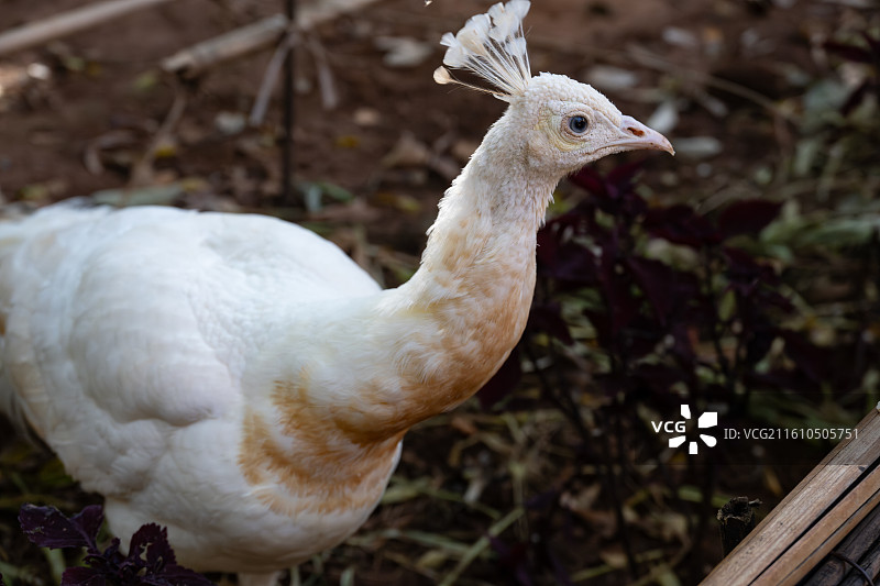 白孔雀图片素材