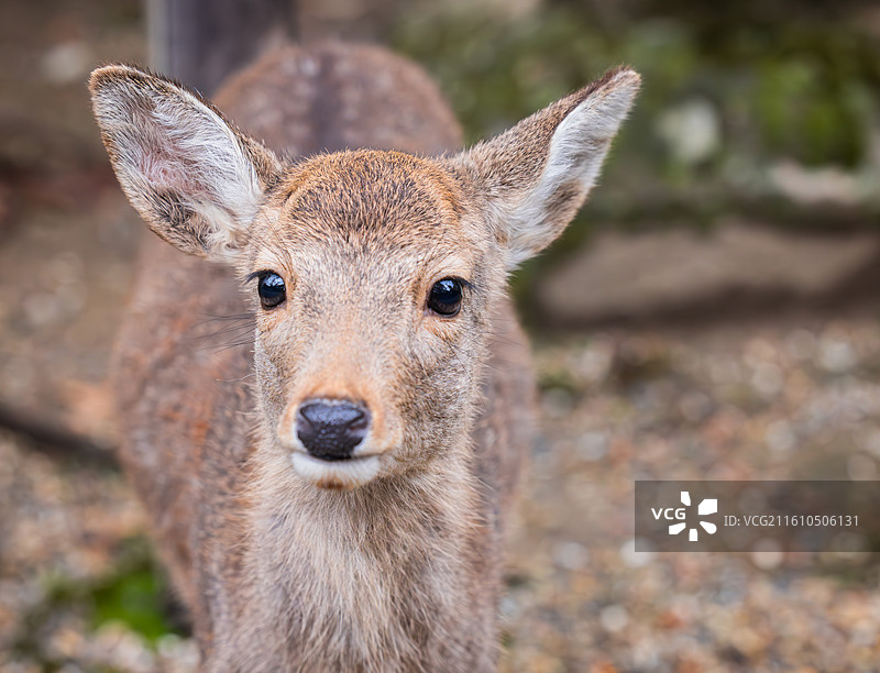奈良幼鹿正面特写，大眼睛纯真无邪，耳朵竖立灵动，毛发质感柔软，捕捉神鹿最治愈人心的萌态。图片素材