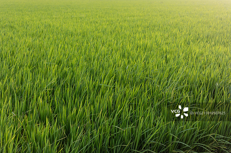 绿色稻田自然风光图片素材