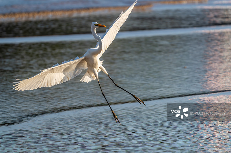 一只白鹭鸟在水中活动觅食图片素材