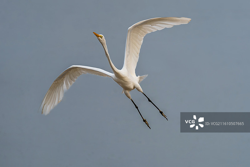 一只白鹭鸟在水中活动觅食图片素材