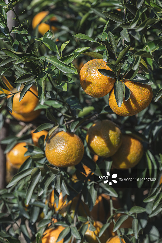新会陈皮-柑围果园图片素材