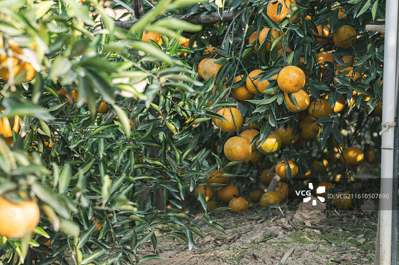 新会陈皮-柑围果园图片素材