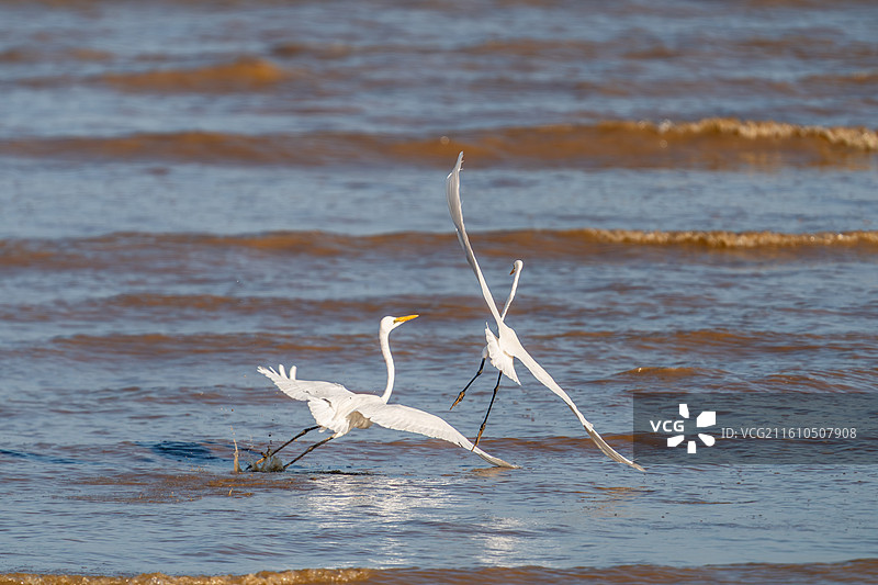 一只白鹭鸟在水中活动觅食图片素材