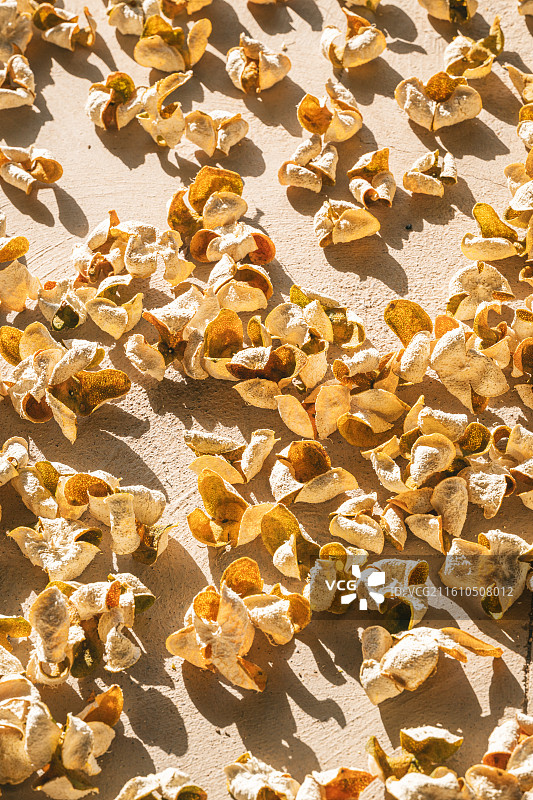 在晒制中的新会陈皮图片素材