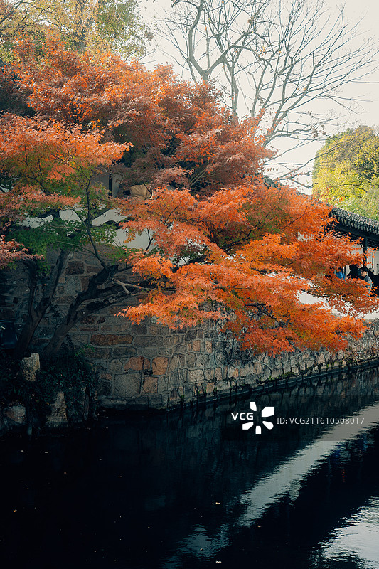 苏州园林 拙政园 艺术 课文 美学 东方 秋天 橘红 绿色 黄色 枫叶 唯美 治愈 温暖 养老图片素材