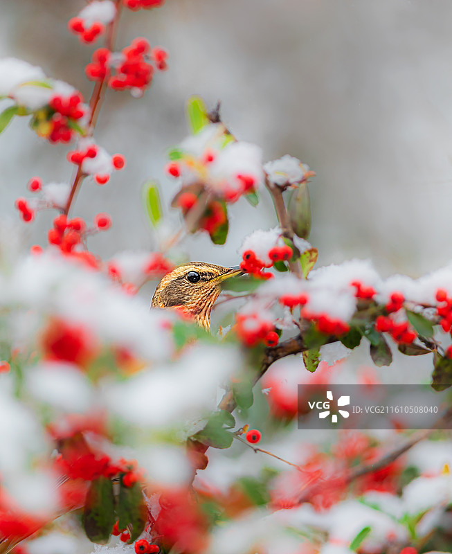 斑鸫吃红果图片素材